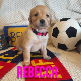 Rebecca - Golden female Golden Retriever puppy in Salt Lake City, Utah from Soaring golden retrievers