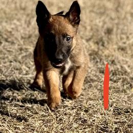 Rhino - Fawn male Belgian Malinois puppy in Briggs, Texas from Madhouse’s Belgian Malinois and German Shepherds