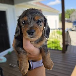 Dachshund Puppies from Emily King