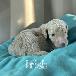 Irish - Cream male Poodle puppy in Ellenburg Center, New York from Kristin's Puppies