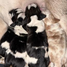 Jules - Black brown and white female Basset Hound puppy in New Mexico from Long Dog Ranch