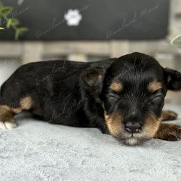 Bacon - Black and silver male Miniature Schnauzer puppy in Hockley, Texas from Dixieland Miniature Schnauzers