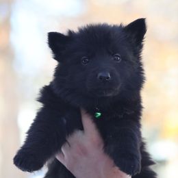 Ballistic (Green) - Black female German Shepherd puppy in Garrett, Indiana from Devil-Dog Shepherds