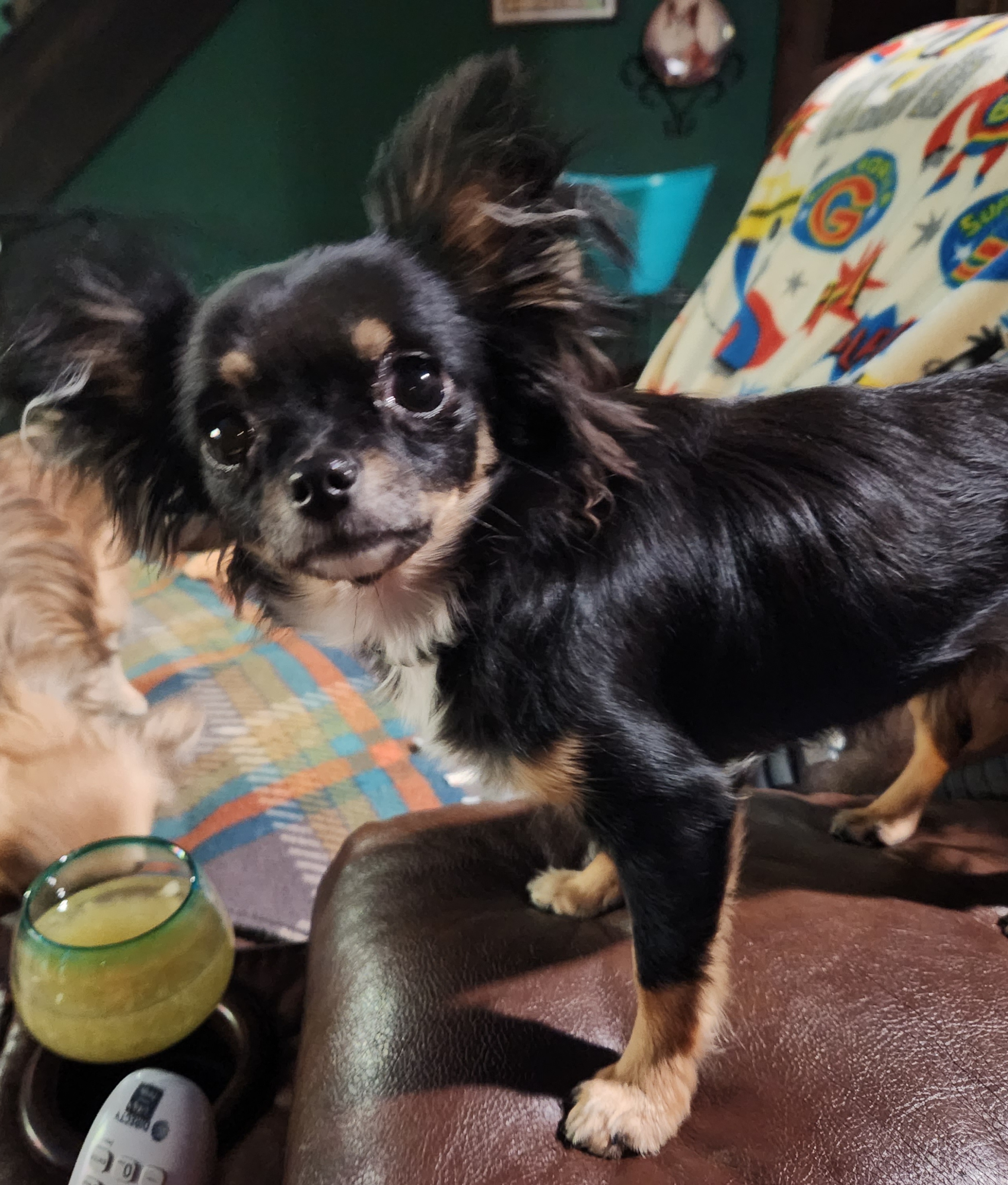 Cami - Chihuahua