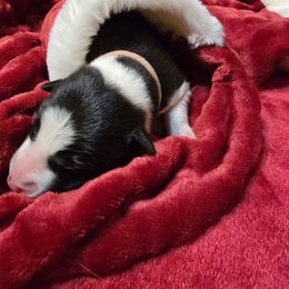 Miss Pink - Black and white female Border Collie puppy in San Tan Valley, Arizona from Sherry's Border Collies