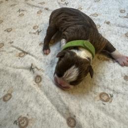 Green collar - Red male Boston Terrier puppy in Winnie, Texas from Tina Terry's Boston Terriers