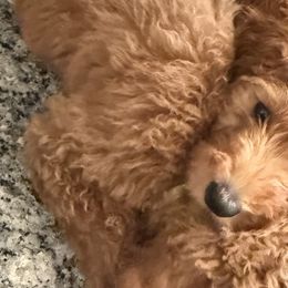 Goldendoodles and Poodles from Knightsbane Standard Poodles