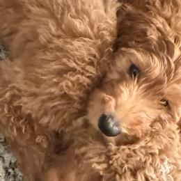 Goldendoodles and Poodles from Knightsbane Standard Poodles