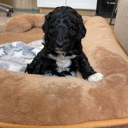 Peter - Black male Goldendoodle puppy in Sugarcreek, Ohio from True Hearted Doodles