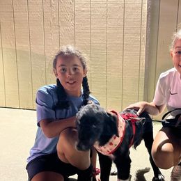 Kali - Royal Blue Collar - Black and white Aussiedoodle puppy in Buffalo, Illinois from Pear Tree Poodles & Doodles