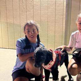 Kali - Royal Blue Collar - Black and white Aussiedoodle puppy in Buffalo, Illinois from Pear Tree Poodles & Doodles