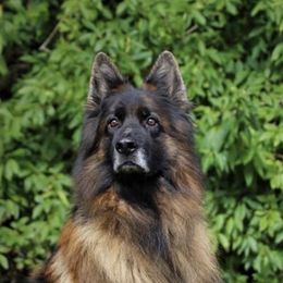 Sam - German Shepherd