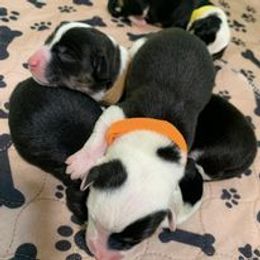 Companion Cross Puppies from Double G Corgis