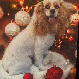 Cocker Spaniel All Grown Up from Laureen's Cocker Spaniels