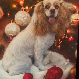 Cocker Spaniel All Grown Up from Laureen's Cocker Spaniels