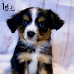 Fable - Black tri female Toy Australian Shepherd puppy in East Berlin, Pennsylvania from Dusty Spring Australian Shepherds, LLC