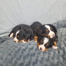 Males Spot 2 - Black rust and white male Bernese Mountain Dog puppy in Nicholson, Georgia from Bernese Mountain Dogs of Pony Trail Farm