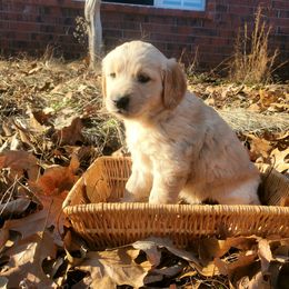 Silver Collar - Golden Retriever puppy in Benton, Arkansas from KSquared Golden Retrievers