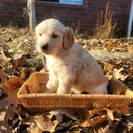 Silver Collar - Golden Retriever puppy in Benton, Arkansas from KSquared Golden Retrievers