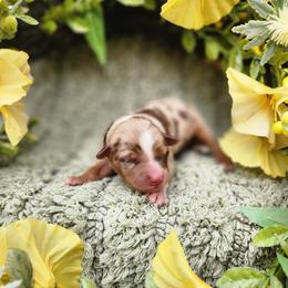 Holly - Red merle female Miniature Australian Shepherd puppy in Sandown, New Hampshire from Ashby Lou Aussies