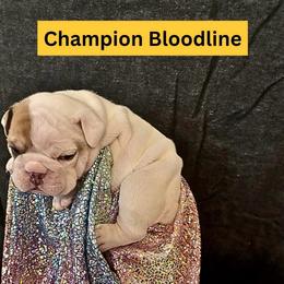 Pongo - Red brindle and white male Bulldog puppy in Tremonton, Utah from Snuggle Pups