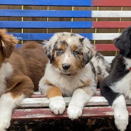 Australian Shepherds from 3M Australian Sheperds