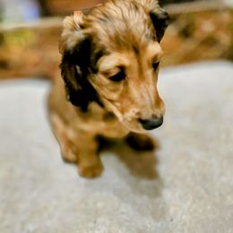 Dachshund Puppies from SchmooterBabies