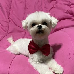 Ruby - Maltese