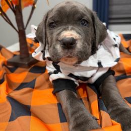 Dark Green collar Male - Gray male Cane Corso puppy in St. Augustine, Florida from RG2 Cane Corsos
