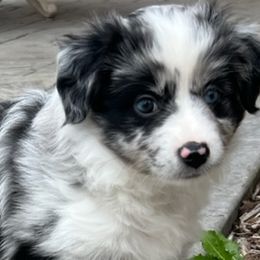 Magnolia - Miniature Australian Shepherd puppy in Elgin, Illinois from Beaman Aussie Pride