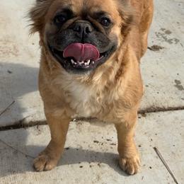 Amber - Fawn and white female French Bulldog puppy in Hemet, California from Bowman Pups