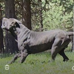 Cane Corso All Grown Up from Bane's Legacy Cane Corso