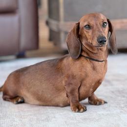 Greta - Dachshund