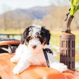 Aussiedoodle, Miniature Australian Shepherd, and Poodle Puppies from Fine and Dandy Aussiedoodles