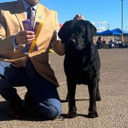 Moon - Labrador Retriever