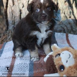 Ivy Red Tri Female - Red tri female Miniature Australian Shepherd puppy in Nacogdoches, Texas from TK Standard, Mini, & Toy Aussies