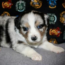 Cupid - Blue merle male Miniature Australian Shepherd puppy in El Dorado Springs, Missouri from HP Aussie Kennels