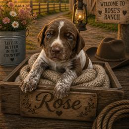 German Shorthaired Pointer Puppies from Lisa’s GSP’s