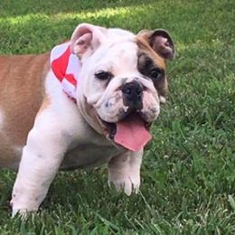 Bulldogs from Ozark Mt Bulldogs
