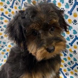Dozer - Black and tan male Yorkipoo puppy in Lebanon, Kentucky from Mosaic Merle Doodles