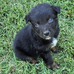Mufasa - Black tri-color male Australian Shepherd puppy in Harrah, Oklahoma from Whippoorwill Aussies of Oklahoma