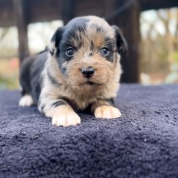 Jingle - Blue merle female Miniature Australian Shepherd puppy in Ardmore, Oklahoma from Tribal Rose Aussies