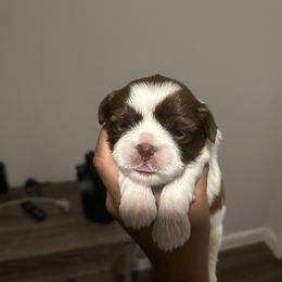 Female 3 - Sable and white female Shih Tzu puppy in Kissimmee, Florida from Bebe AKC Puppies
