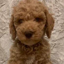 Boy 4 - Labradoodle puppy in California from Daisy Uribe's Labradoodles