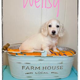 Wellsy - Cream female Dachshund puppy in Cincinnati, Ohio from Caines Dachshund Farm