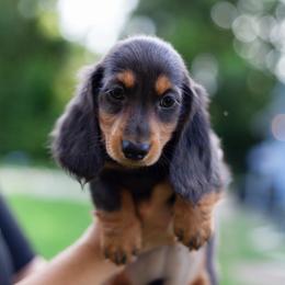 Petunia - Black and tan female Dachshund puppy in Tampa, Florida from EntityDachs