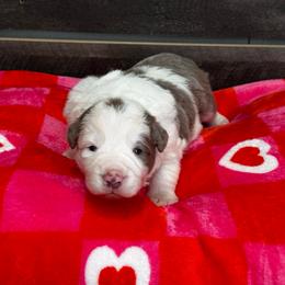 Shadow - Lilac merle male Border Collie puppy in Hartsville, South Carolina from Wiggles 4 Life