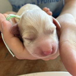 Friday - Buff and white female Cockapoo puppy in Adrian, Oregon from ApplebyFarm