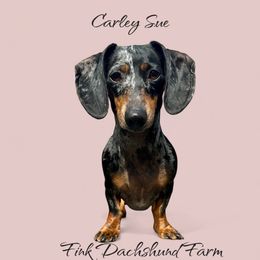 Carley Sue - Dapple female Dachshund puppy in Hensley, Arkansas from Fink Dachshund Farm - Central Arkansas