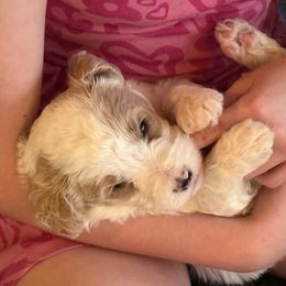 Cupid - White male Bernedoodle puppy in Williamston, South Carolina from Sassy Bob’s Dogs